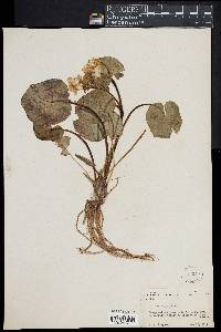 Caltha palustris image