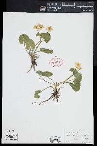 Caltha palustris image