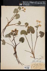 Caltha palustris image