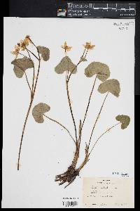 Caltha palustris image