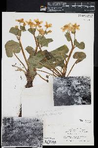 Caltha palustris image