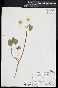 Caltha palustris image