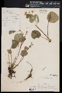 Caltha palustris image