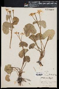 Caltha palustris image