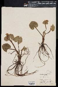 Caltha palustris image