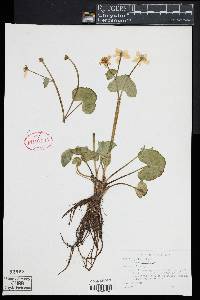 Caltha palustris image