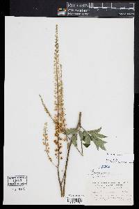 Actaea racemosa image