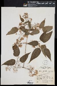 Image of Clematis dioica