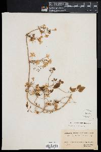 Clematis flammula image