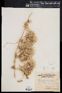 Clematis orientalis image