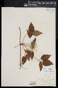 Clematis occidentalis image