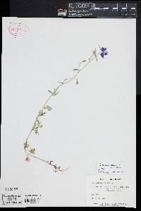 Delphinium ajacis image