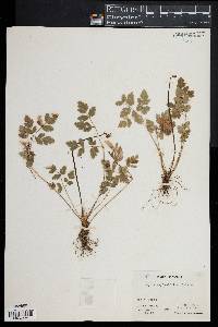 Image of Coptis aspleniifolia
