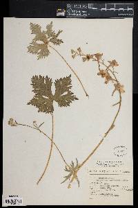 Delphinium bicornutum image