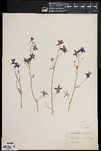 Delphinium californicum image