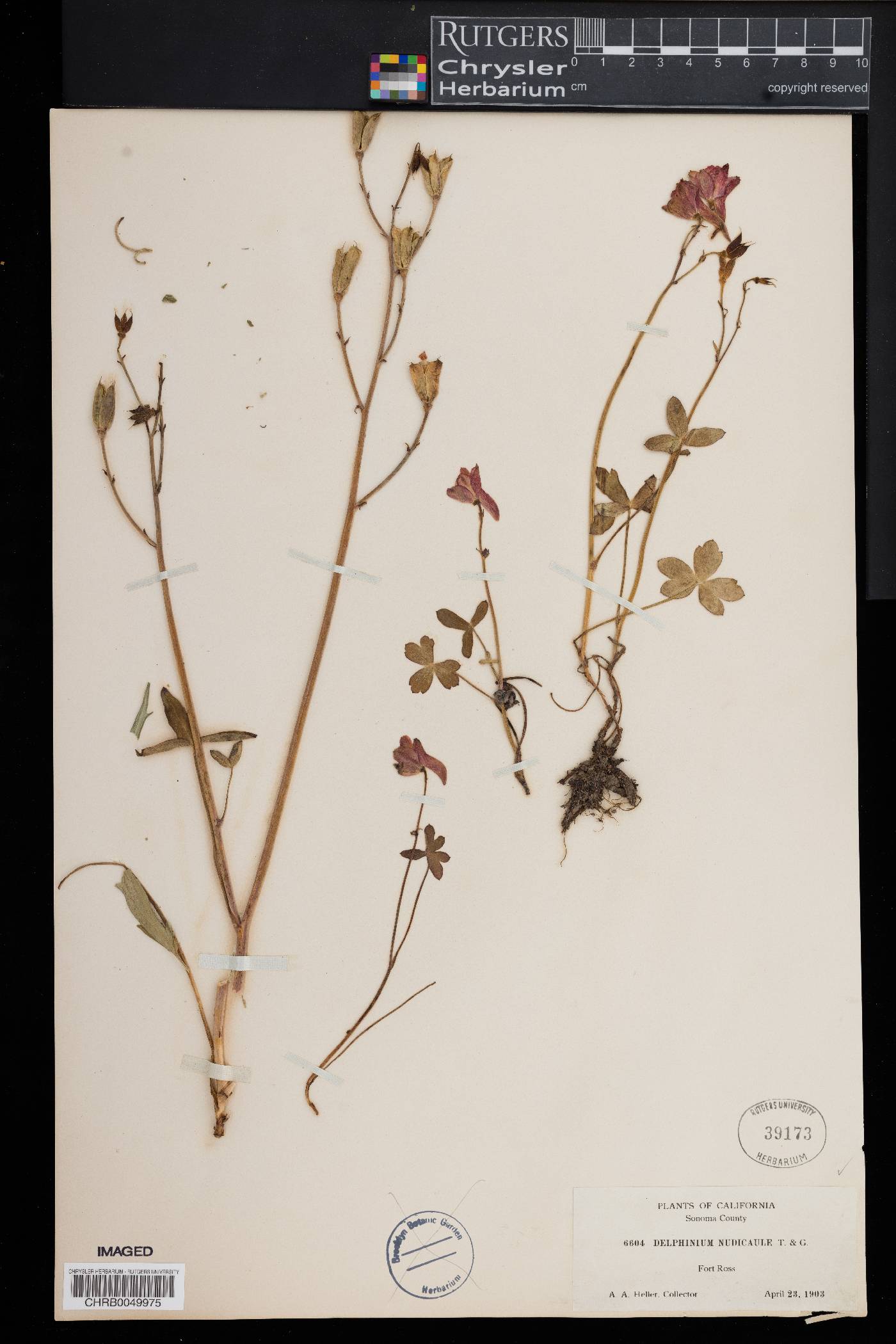 Delphinium nudicaule image