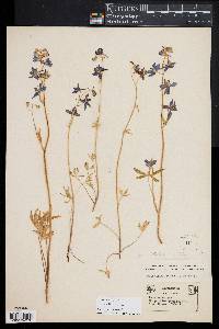 Delphinium nuttallianum image