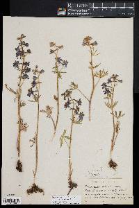 Delphinium nuttallianum image