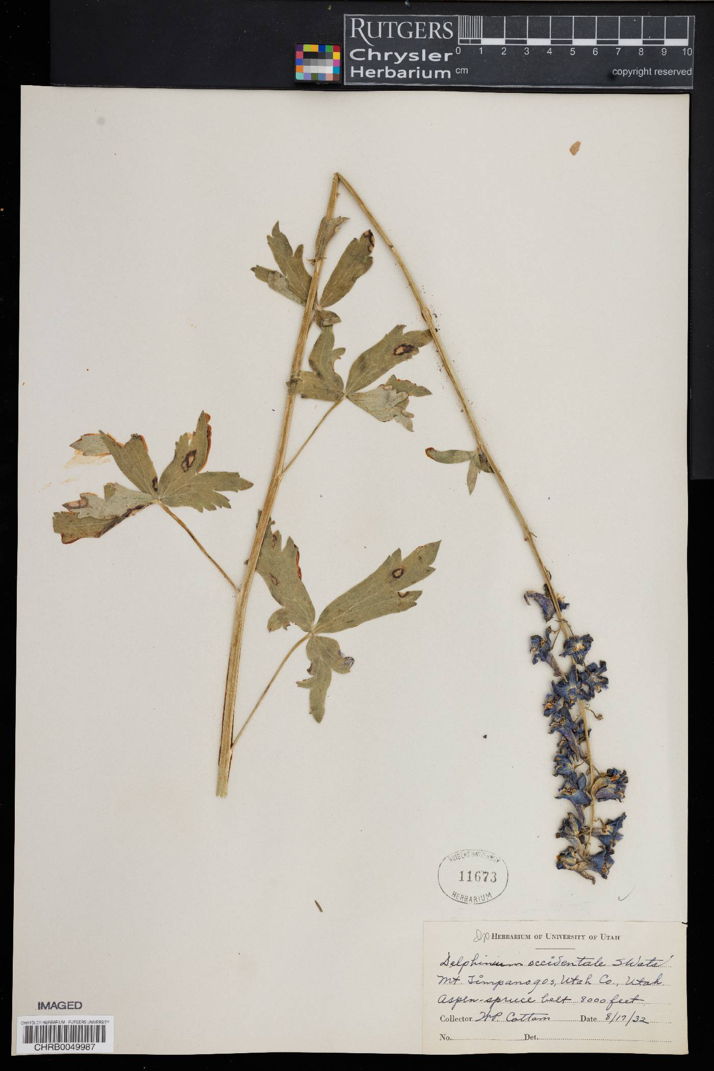 Delphinium occidentale image