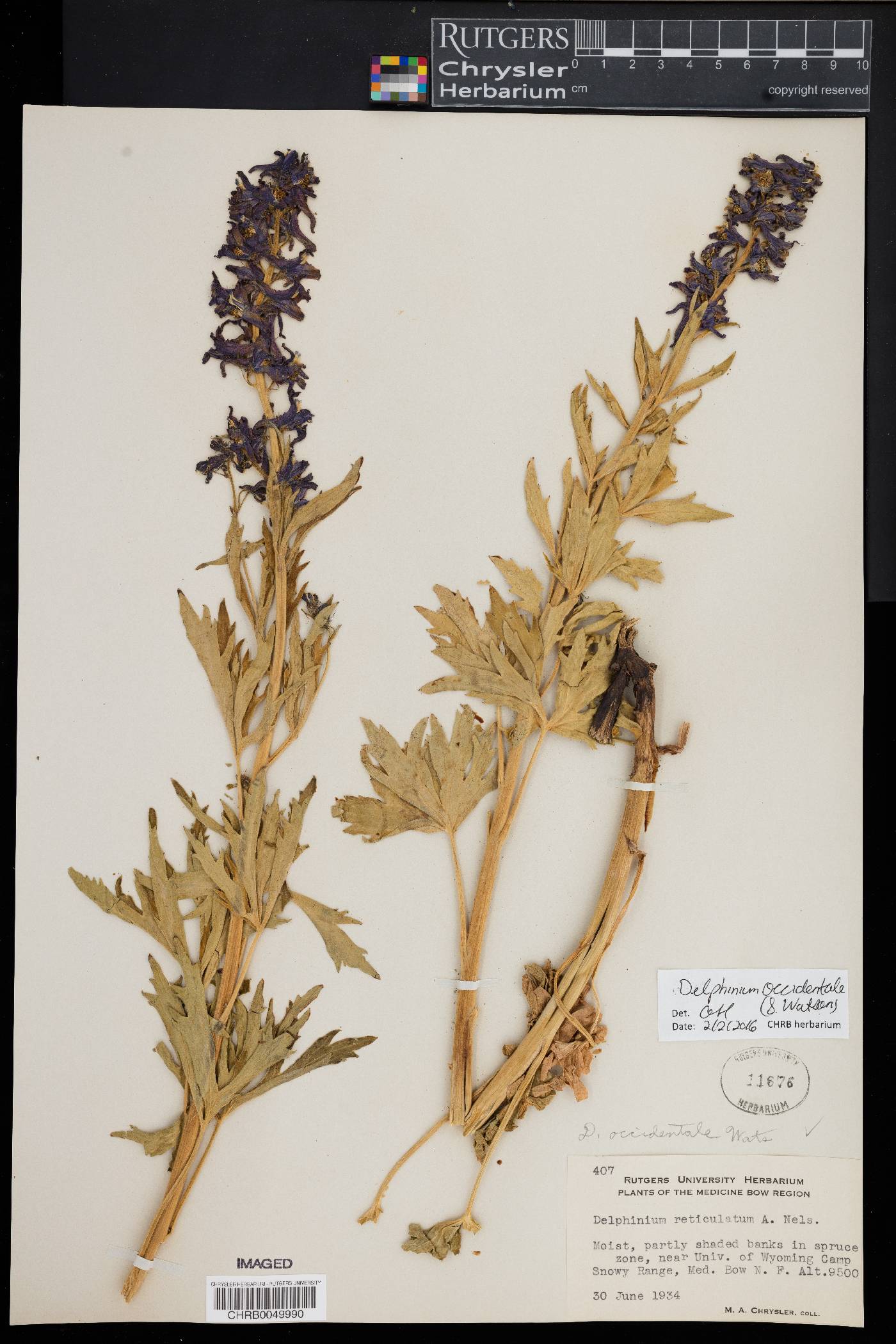 Delphinium occidentale image