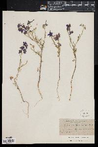 Delphinium halteratum subsp. verdunense image