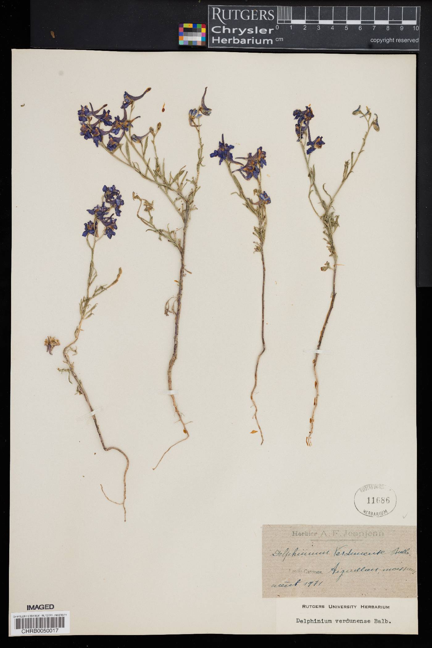 Delphinium halteratum subsp. verdunense image