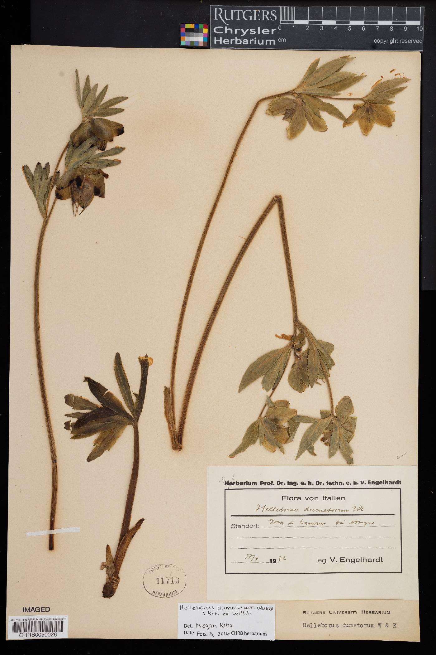 Helleborus dumetorum image