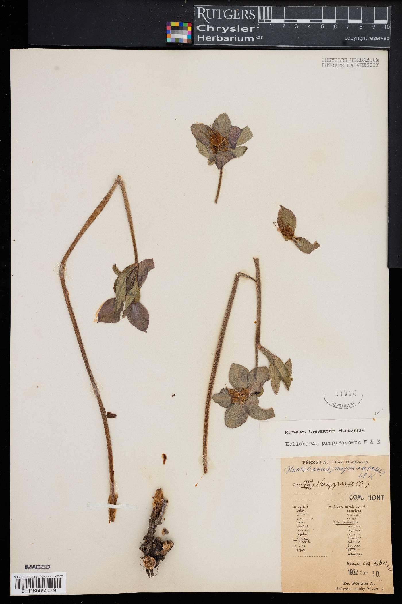 Helleborus purpurascens image