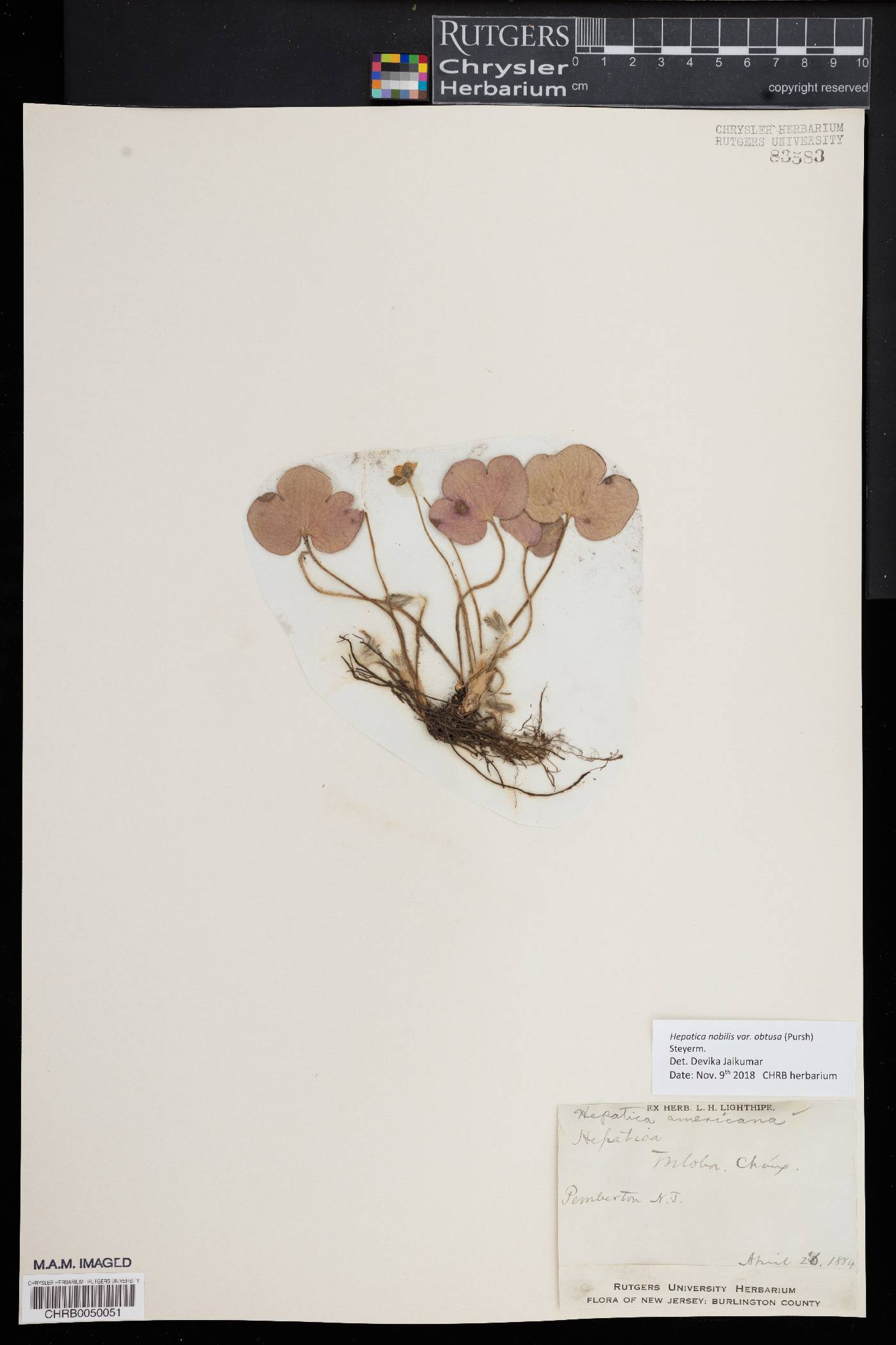 Hepatica nobilis image