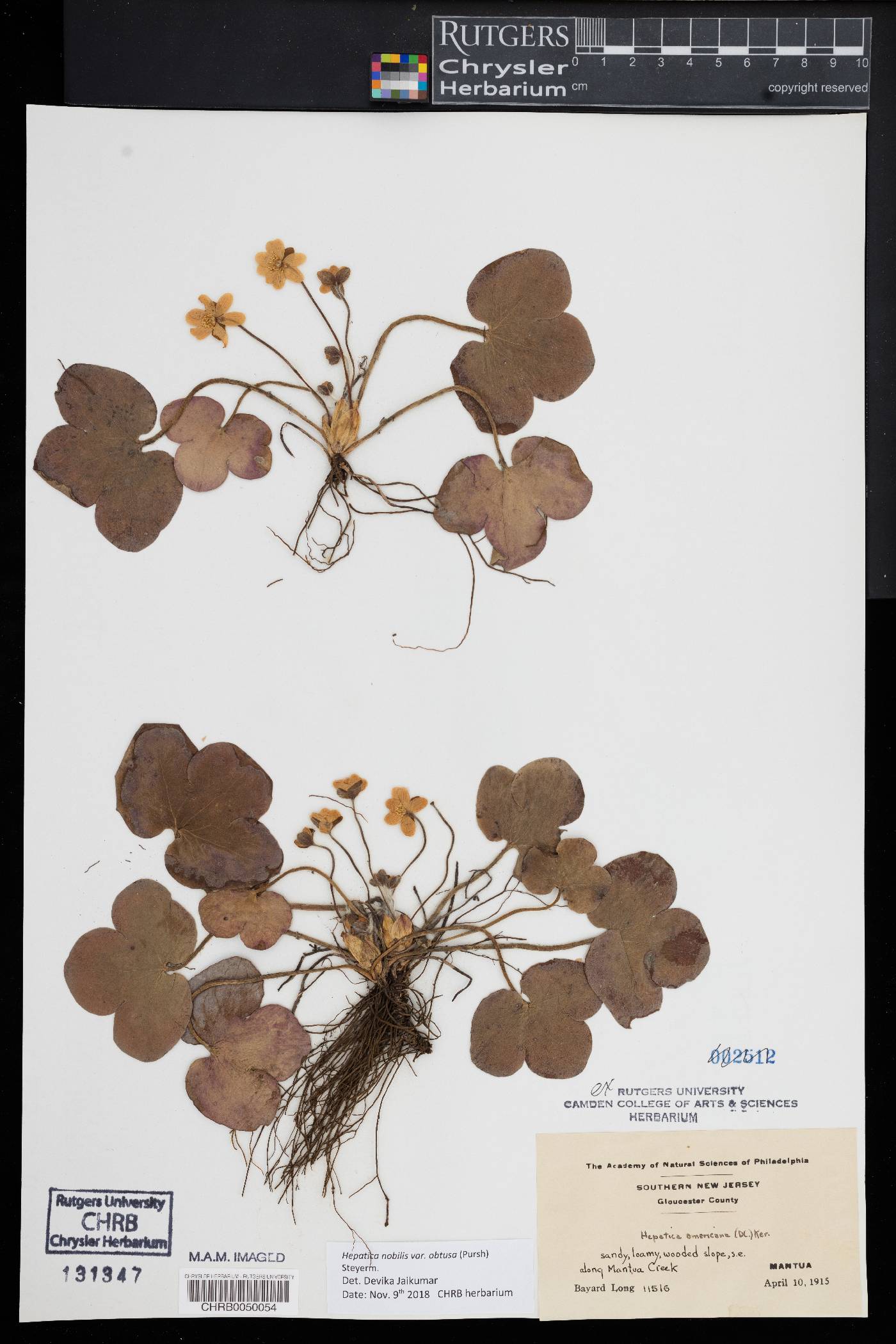 Hepatica nobilis image