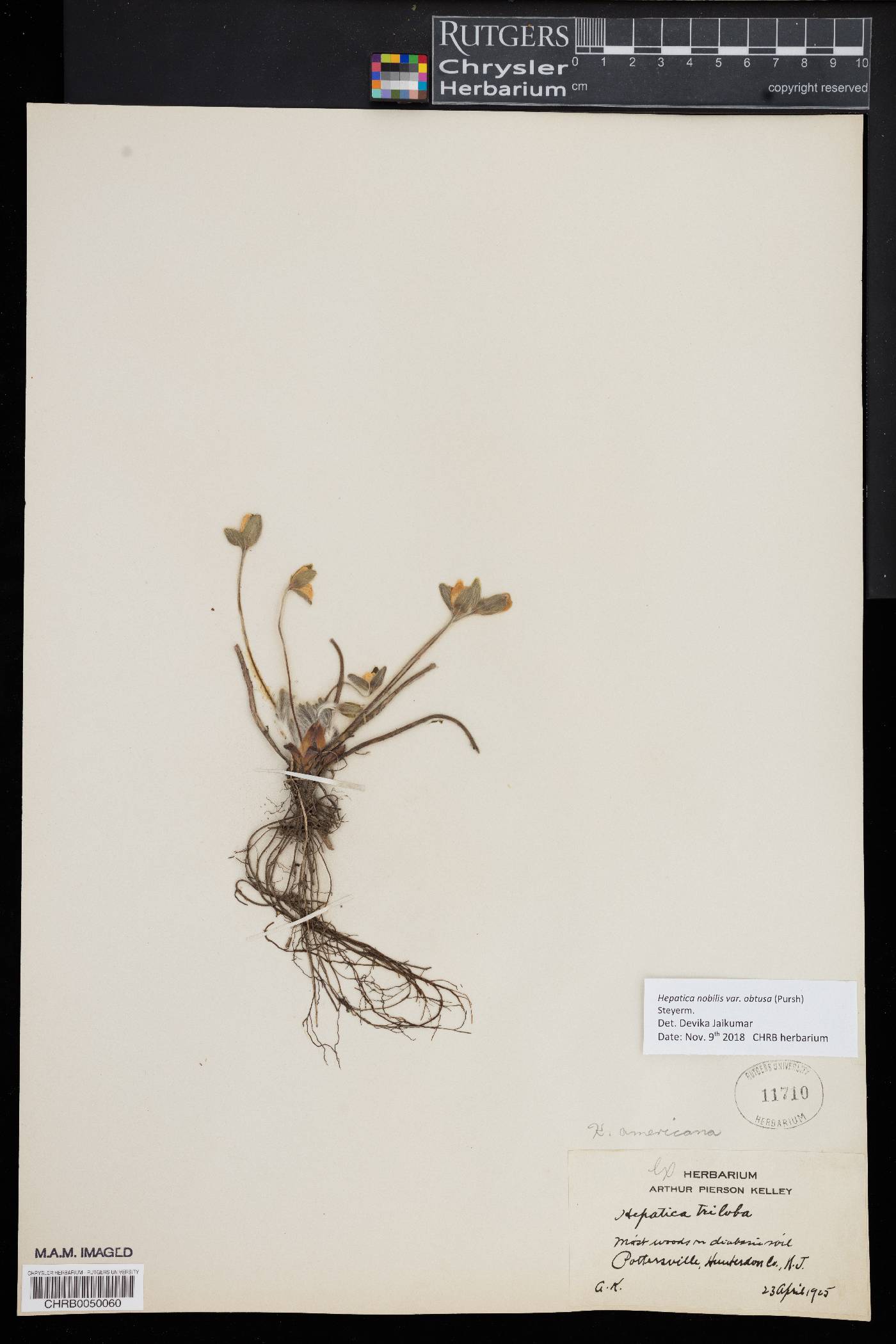 Hepatica nobilis image