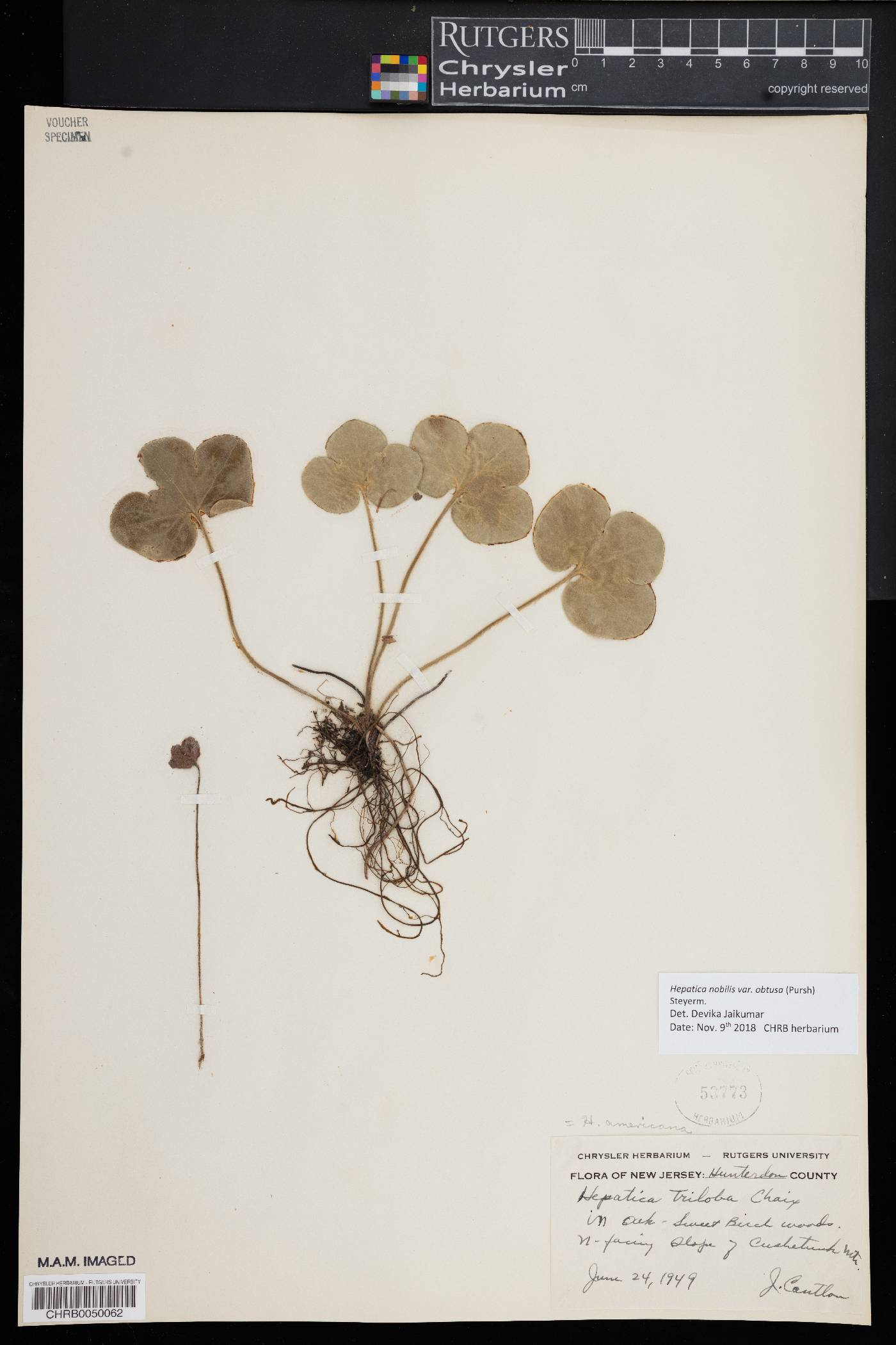 Hepatica nobilis image
