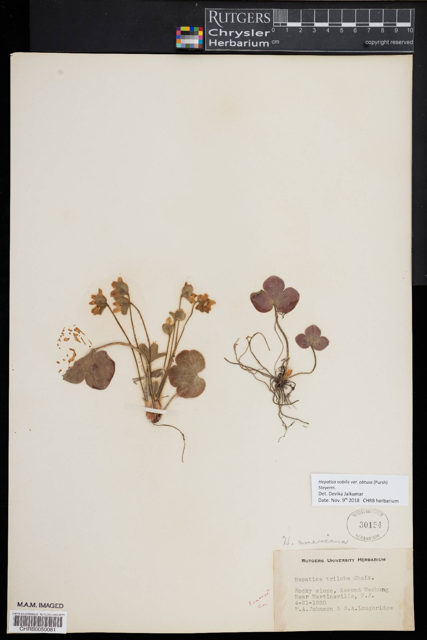 Hepatica nobilis image