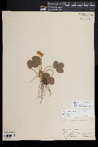 Hepatica nobilis image