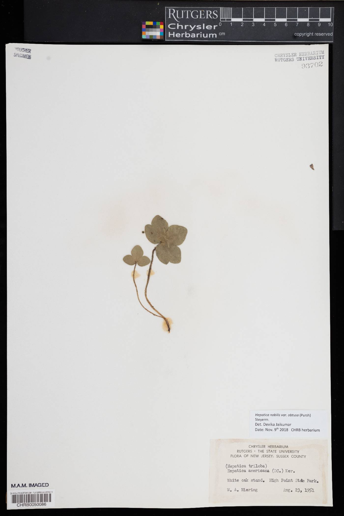 Hepatica nobilis image