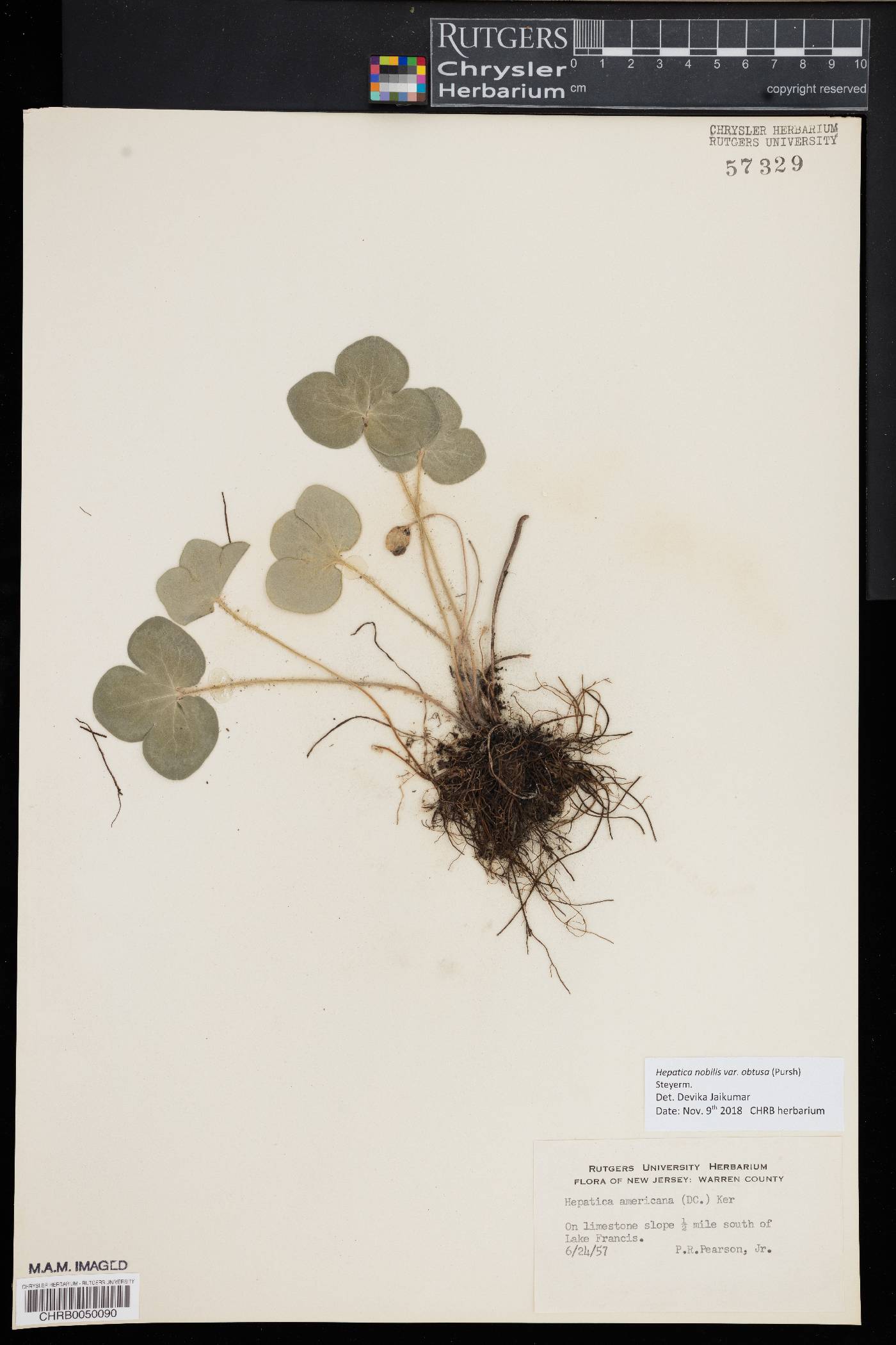 Hepatica nobilis image