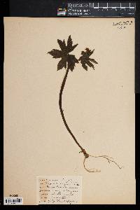 Hydrastis canadensis image