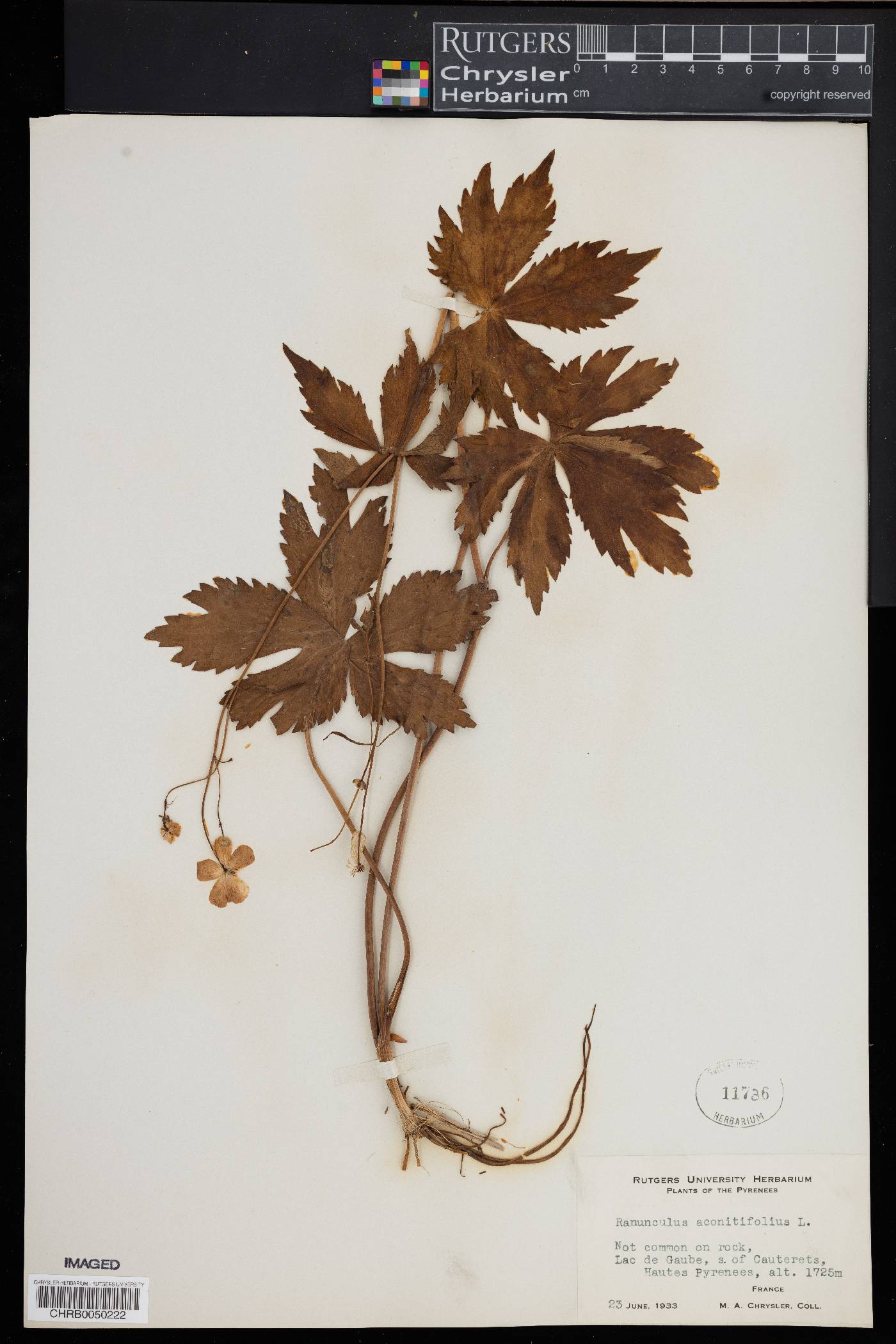 Ranunculus aconitifolius image