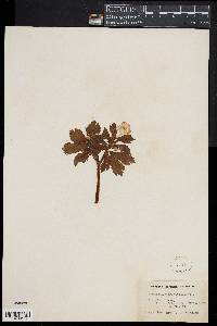 Ranunculus aconitifolius image