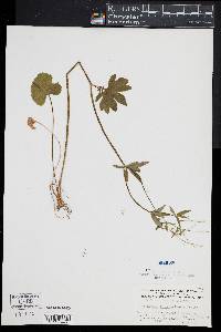 Ranunculus allegheniensis image