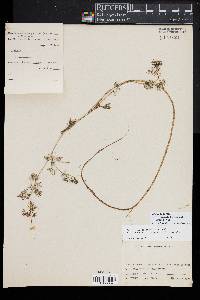 Ranunculus aquatilis image