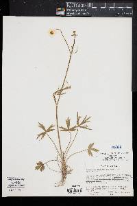 Ranunculus californicus image