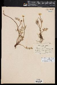 Ranunculus dichotomus image