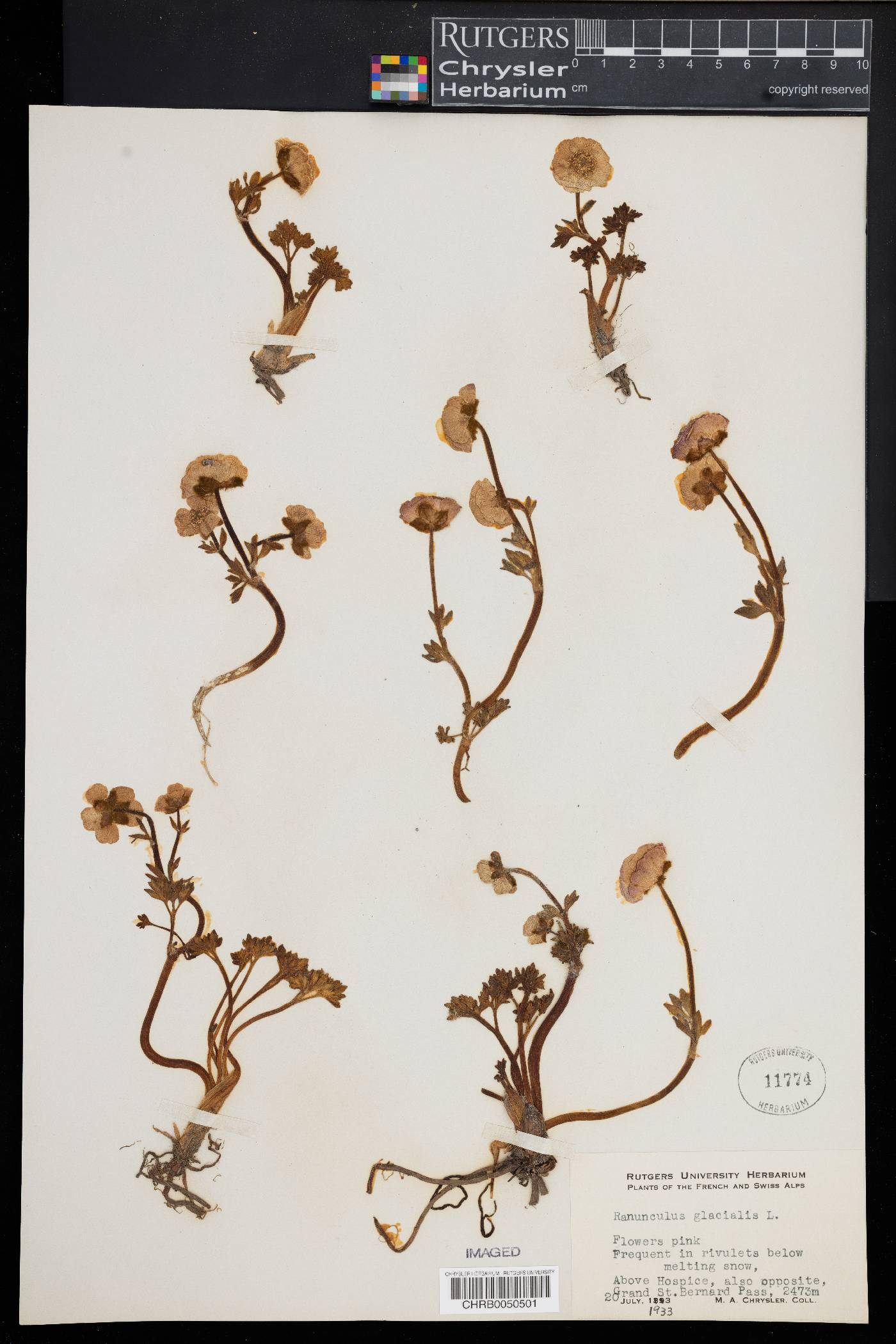 Ranunculus glacialis image