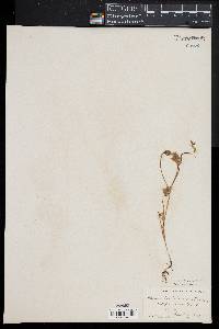 Image of Ranunculus hebecarpus