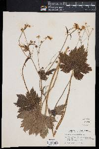 Image of Ranunculus lanuginosus