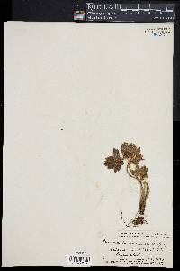 Ranunculus mauiensis image