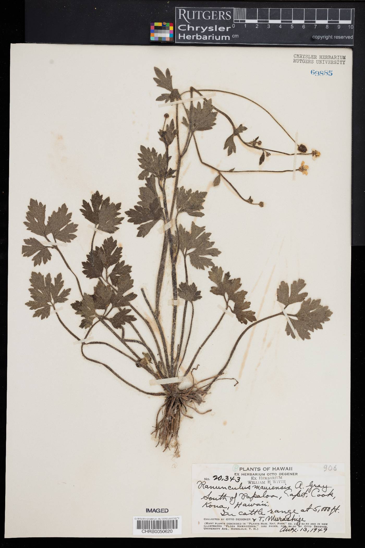Ranunculus mauiensis image