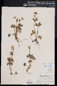 Image of Ranunculus montanus