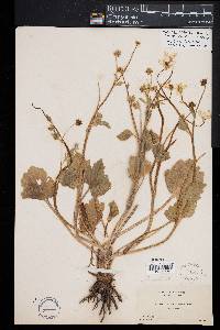 Ranunculus orthorhynchus var. bloomeri image